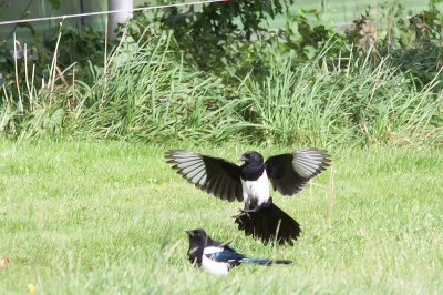 de actie foto ook maar in de strijd gooien kreeg al bij een andere de opmerking "nu de ander kant nog" dus een mooie aanvulling....