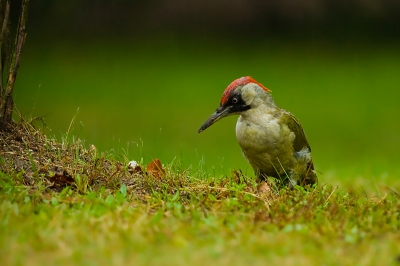 Deze schuwe Groene Specht heb ik rondom ons vakantiehuisje vast kunnen leggen in de stromende regen.

Voor nog meer opnames van deze Groene Specht, kan je een kijkje nemen op mijn blog.
http://rvdaalen.blogspot.com/