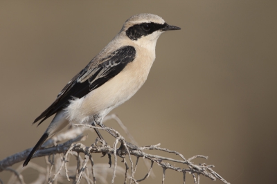Deze vogel was zeer tam en kwam steeds dichterbij. En dat met een mooi ochtendzonnetje maakt wel een mooie plaat, naar mijn idee.