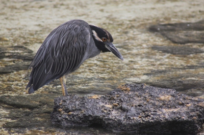 Vond de kleuren van deze reiger mooi passen bij de omgeving, hij stond te vissen in een plasje op Isla Genovesa, Galapagos