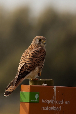 Vandaag en gisteren waren mijn vrienden er weer. de torenvalken. deze bleef vandaag ff op me wachten. zodat ik een foto kan plaatsen op BP. want de eksters willen ineens niet meer.