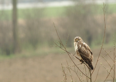 Het was nogal somber weer. Deze buizerd was nog somberder, hij had namelijk iets aan zijn oog. Of het oog er nu helemaal uit was of niet kon ik niet zien. Maar dat er iets mis was kon ik wel zien. Ook op foto's vanuit andere standpunten was er iets vreemd rond het oog te zien. Ik vind zelf de regendruppels op de achtergrond erg passend.