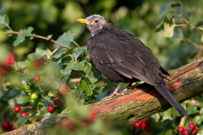 KOPRUI!

Deze achtertuin-merel moet het nu even doen met een vrij extreme manier van ruien. Gewoon in 1 keer al de veren laten vallen, er vervolgens als een varken bij lopen en hopen dat de veren snel groeien. Morgen vat 'ie kou denk ik. 

groeten
Arno