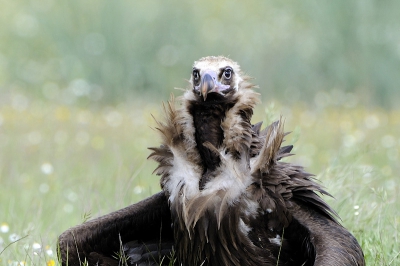 Op mijn vaste voerplek voor gieren komen vrijwel altijd ook twee of drie monniksgieren. Deze volwassen vogel liet zich in imponeerhouding portretteren.