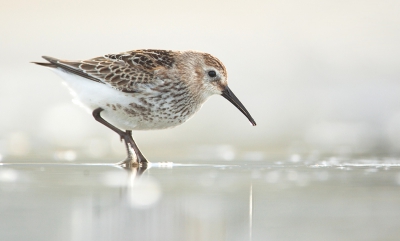 Vanochtend was ik samen met deze bonte strandloper op het strand dwz , hij liep en ik lag. We waren overigens niet alleen, er waren nog veel meer strandlopers en fotografen.