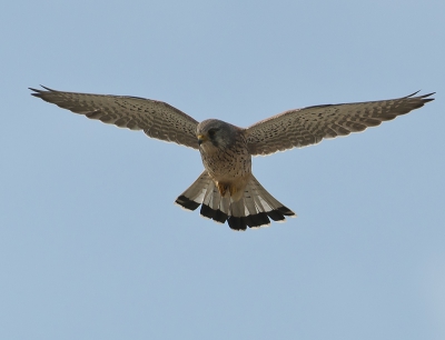 Gisteren voor het eerst in Scheveningen wezen vogelen, samen met Wouter, erg leuk en gezellig. Nu verwachtte ik er veel van, maar niet dat ik een Torenvalk zo dichtbij zou krijgen!
Dit is boven het duin nabij het Zuider Havenhoofd, naast de windmolen van Essent. En toevallig pal voor mijn auto die hier geparkeerd stond.