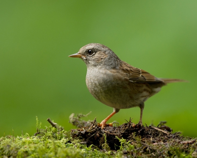 vanuit de hut kwam deze heggemus regelmatig langs.
vind het best wel een mooi vogeltje