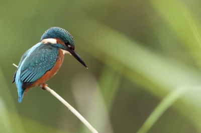 Vandaag vroeg  naar OVP geweest helaas bewolkt regenachtig weer maar naar 3 uur wachten kwam toch de bekende ijsvogel even 5 minuten langs, na 10 uur niet meer gezien.