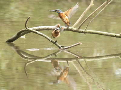 Ijsvogels Zoetermeer. Volwassen mannetje met jong. Hier in Zoetermeer een paartje en twee jonge ontdekt.