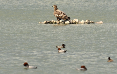 Na een vakantie zonder vogels (was bewuste keus) terug naar de dag voor mijn vakantie. Soms valt het mee, soms valt het tegen - deze dag viel alles mee - de zeearend dichtbij bij het eerste eiland, en toen zij ging zitten even wat zon.