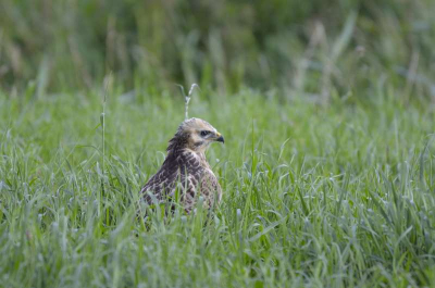 Ik was aan het rond rijden. Toen zag ik in mn ooghoek iets beneden op de dijk.  Ben uitgestapt en achter de bomen langs naar toe gelopen en net voor dat de buizertje weg kon vliegen paar mooie foto's geschoten.