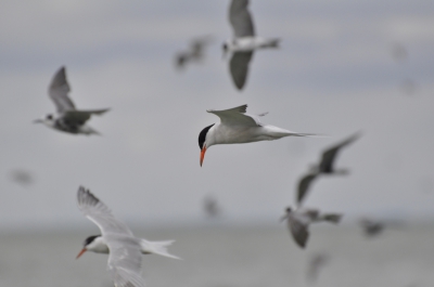Varend tussen Medemblik en Hoorn op de Friesland. Uit de hand met een 300mm objectief