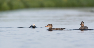 De meerkoet was niet gediend van dit krakeenden stelletje in zijn sloot. Ze moesten het afleggen en naar het weiland vluchten.
Door het weinige licht veel onscherpe foto's. Een paar goede overgehouden.