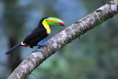 Op de laatste regenachtige dag van ons bezoek aan Arenal NP besloot deze Toucan zich dan toch maar van zijn beste kant te laten zien. Het sombere weer maakte een hoge ISO noodzakelijk maar zorgt wel veer voor mooie verzadigde kleuren