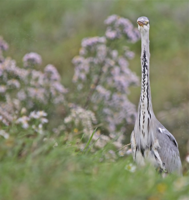 Toen ik bezig was om de tapuit op de foto te krijgen zag ik plotseling deze blauwe reiger uit de sloot opduiken. Volgens mij zag hij mij ook, ondanks dat ik in mijn schuilhut zat.