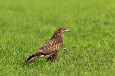 ik was met de auto ff op pad. toen ik de bocht om kwam zat de buizerd in het veld.