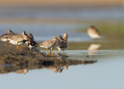 Afgelopen donderdag foto's wezen maken op het strand van Ouddorp. Er was weer genoeg activiteit van de strandlopers. Ook deze kanoetten waren van de partij en lieten zich goed benaderen.