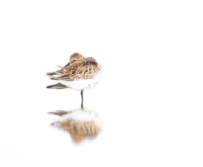 Voor het eerst eens wezen experimenteren met Highkey foto's. Heb hier voor de bonte strandloper gekozen die in een spiegelend stukje water zich aan het poetsen was. 't is nog best lastig om de goede balans in belichting ervoor te krijgen. Ben benieuwd naar jullie commentaar.