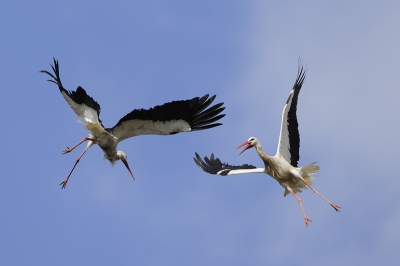 Vechtende ooievaars in de lucht. Tijdens de broedtijd hebben ooievaars regelmatig ruzietjes met elkaar. Heel soms tot in de lucht toe, zoals op deze foto te zien.