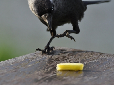 Hongerig kauwtje gelokt met patatje op de andere kant van de 2m lange picknicktafel. Lijkt mij passen in de zwarte vogel opdracht