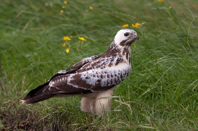 Eindelijk geluk, de buizerd zat ineens langs de kant van de weg. En bleef net even wachten dat ik hem vast kon leggen.
die kans heb ik van zo dicht bij nog niet gehad.