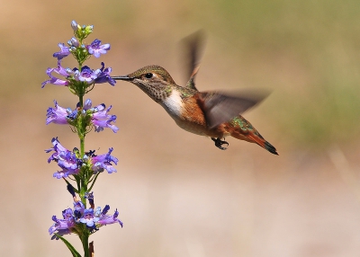 Deze roze kolibri is een trekvogel die in het voorjaar trekt van Mexico tot soms zelfs in Alaska en weer terug. Onvoorstelbaar voor zulke kleine fragiele vogeltjes. Voor deze foto heb ik een (bloedheet) middagje uitgetrokken. Ze zijn razendsnel en bijzonder territoriaal ingesteld.