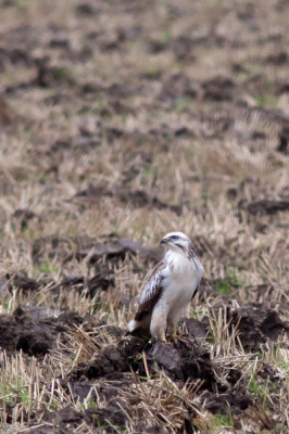 Dit is de buizerd waar ik het over had. zie de wit blauwe grijze oog. ik weet hem wel zitten maar hij is behoorlijk schuw. zo gauw als hij zij iets verneemt is ie weg en gaat op grote afstand zitten kijken.