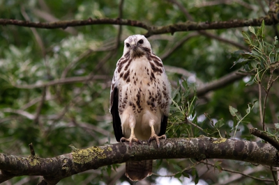 Heb tijdens mijn ronde de buizerd nogmaals gespot. nu in een boom. En bleef mooi zitten. dus klik klik klik....