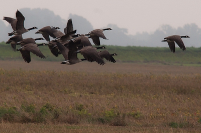 vogels in het landschap een stel canadezen maar er zit een vreemde eend (lees gans in de bijt)