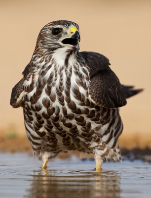 Taken a year ago in southren Israel, this Juv. Levant Sparrowhawk came down to drink from a small water hole.