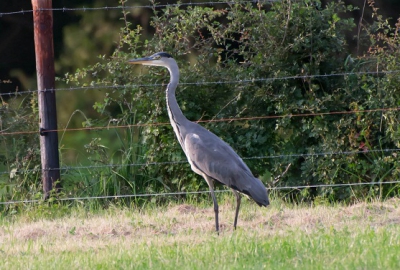 deze was goed te benaderen hij was aan het kijken in het veld voor een lekker hapje