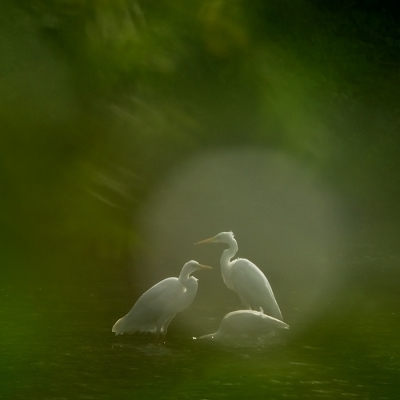 Dromen

Eindelijk weer even gefotografeerd. Wat een heerlijke paar uur heb ik vanmiddag gehad! Gexperimenteerd met grote zilverreigers en lepelaars langs de IJssel. Er rolden enkele droomplaatjes uit...

groeten
Arno