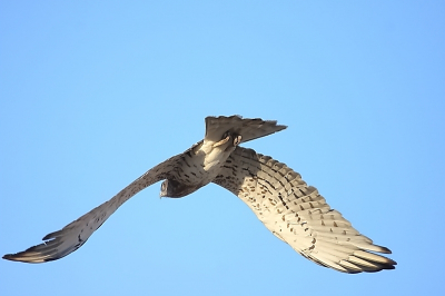 Met de zons opgang onderweg naar het vliegveld (Cardak Turkije) kwamen we deze slangenarend op een lantaarnpaal tegen.  Snel ging ik achter het stuur weg en pakte de camera uit de tas. Hij vloog weg en wij konden het niet hierbij laten gauw gingen we achter hem aan. Helaas nog maar twee foto's kunnen maken.