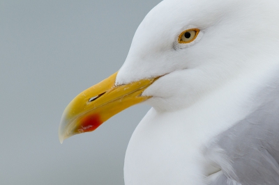 In een speurtocht door het archief was het de bedoeling om veel foto's te verwijderen. Leuke bijzaak dat ik dan toch nog een enkele verrassing tegenkwam... Wat mij betreft een geslaagde close-up.