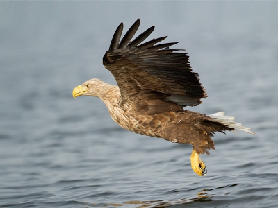 Nog een oudje van vorig jaar die ik tegenkwam. Volgende week gaan we weer voor nieuwe kansen.

http://www.digitale-natuurfotografie.nl