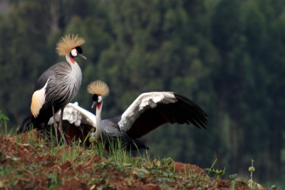 Baltsende kraanvogels, ietwat onwennig, op de mooiste plek voor kleine vogels op aarde (Lake Bunyonyi, Uganda).