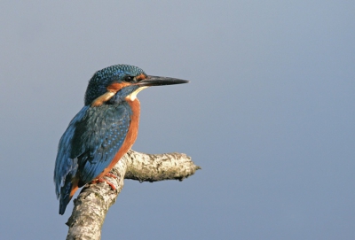Een zonnige dag bij de Oostvaardersplassen,achtergrond het water,vanaf statief.