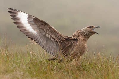 Ook deze foto van de Grote Jager is tijdens een van de mistige dagen op het eiland Runde gemaakt. Enkele Grote Jagers waren totaal niet schuw en dat gaf de mogelijkheid om soms erg dichtbij te komen, soms zelfs te dichtbij. Deze Grote Jager kon ik goed benaderen	 en toen er een soortgenoot overvloog zwaaide hij even mooi met zijn vleugels.