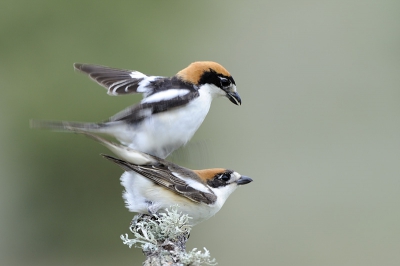 Roodkopklauwieren, 't zijn zulke mooie vogeltjes! De copulatie valt uiteraard niet te voorspellen, en ik had dus gewoon geluk. Mooi takje, camera met afstandbediening, een bewolkte dag afgewacht en heel veel pogingen.....