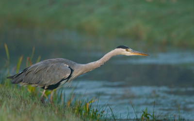 Deze Blauwe Reiger heb ik 's morgens vroeg kunnen vastleggen.