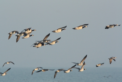 Mooi licht vanochtend. Deze ganzen vlogen langs, had de camera niet ingesteld op vliegende vogels (zie exif), maar het resultaat is toch nog goed.