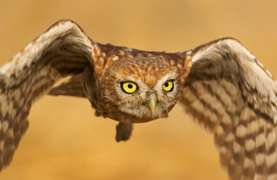 I waited for so long to get a Little owl flying head on but it was well worth it