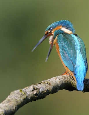 Deze bekende ijsvogel begon opeens heftig met zijn kop te schudden en te kokhalzen, er was duidelijk sprake van baringsnood, en jawel, een mooie braakbal kwam tevoorschijn, het lijkt wel een met twee oogjes! De kop is door alle beweging onscherp, maar versterkt mi de dynamiek van het gebeuren