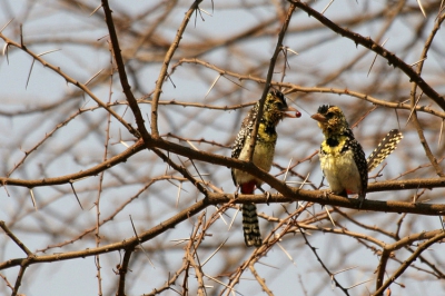 Prachtige vogels de Usambiro's; het vrouwtje lijkt hier niet geinteresseed in het mannetje, maar liet dit snoepje niet aan zich voorbij gaan.