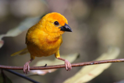 Deze Golden Palm Weaver heb ik gefotografeerd in de tuin van ons resort in Mombassa.