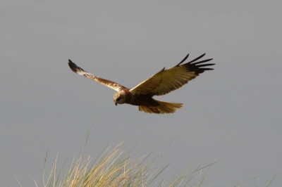 Na een middag bij een plas te hebben gelegen onder een camouflagenet, vloog deze kiekendief over. Ik kon nog snel een foto maken van deze indrukwekkende vogel.