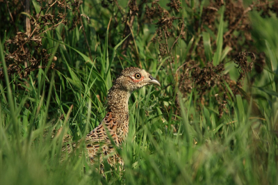 Na een aantal uur op de Groene Jonker stond ik op het punt om te vertrekken.
Uit het hoge gras kwamen in eens 3 fazanten.