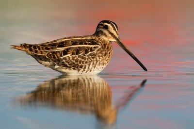 Taken at the fish ponds of Ma'agan Michael near Haifa. One of the best birding places in Israel.