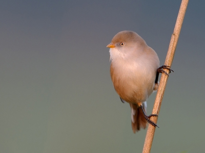 Deze dame poseerde langdurig voor me net na zonsopkomst en op een gegeven moment begon ze zich tegen mij te beklagen over het feit dat haar inziens dames van haar soort werden gediscrimineerd op Bird-pix daar er volgens haar voornamelijk mannen worden gepost , heb haar belooft te proberen daar verandering in te brengen daar ook de Baardmanvrouwen wonderschoon zijn.