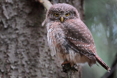 The smallest owl in our area. This year, heard the singing of six males.
